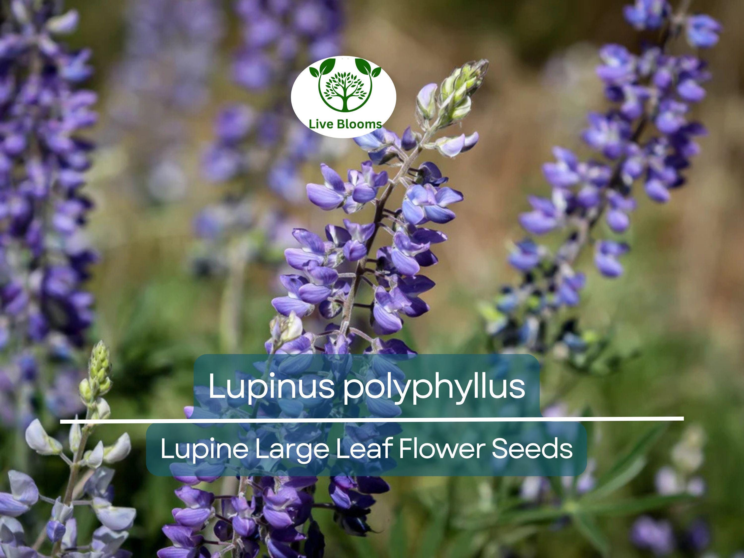20 Seeds Lupine Large Leaf for Planting – Lupinus polyphyllus, Perennial Flower, Beautiful Garden Plant, Blue & Purple Blooms, Easy to Grow