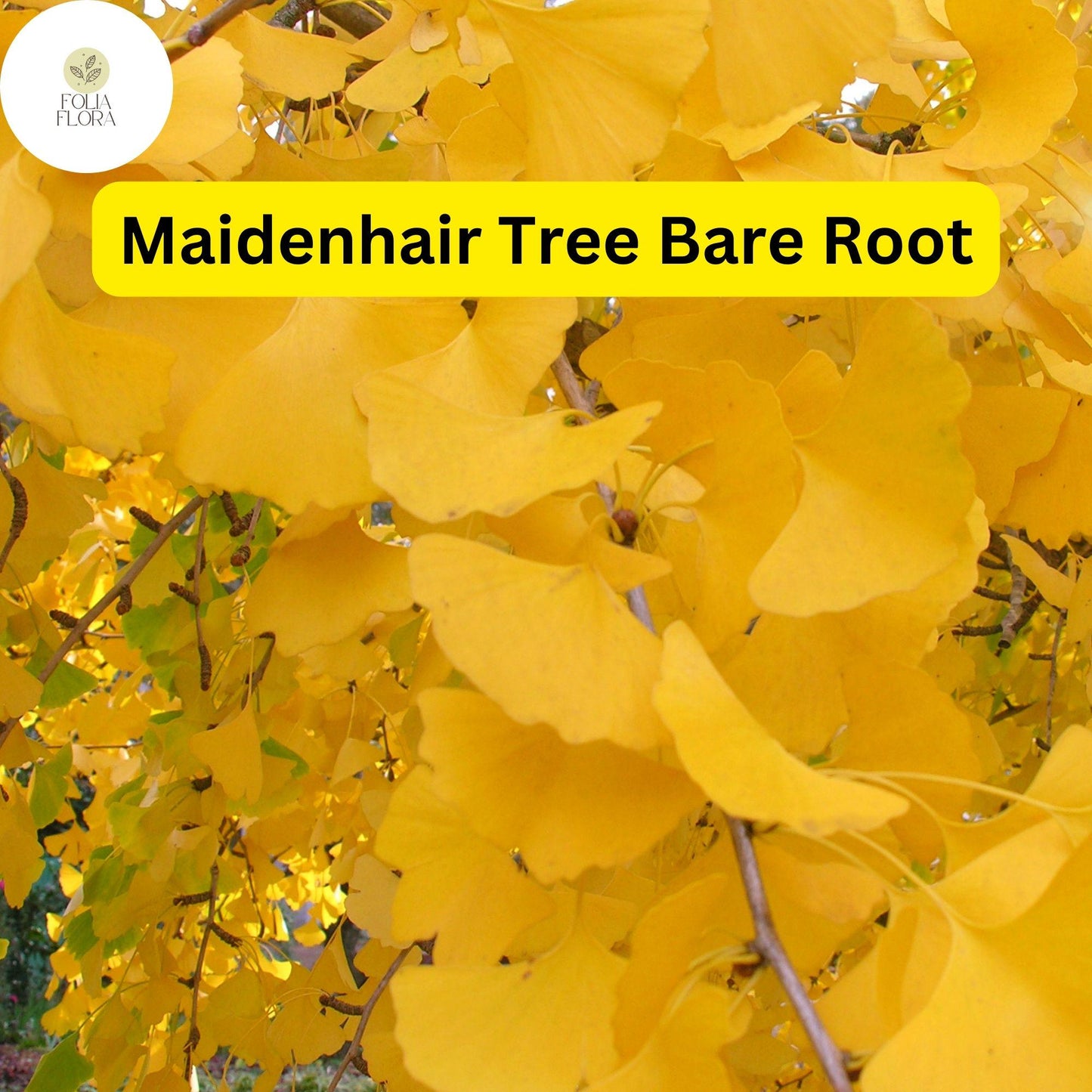 3 Bare Root Ginkgo Biloba Maidenhair Trees, Starter Live Trees