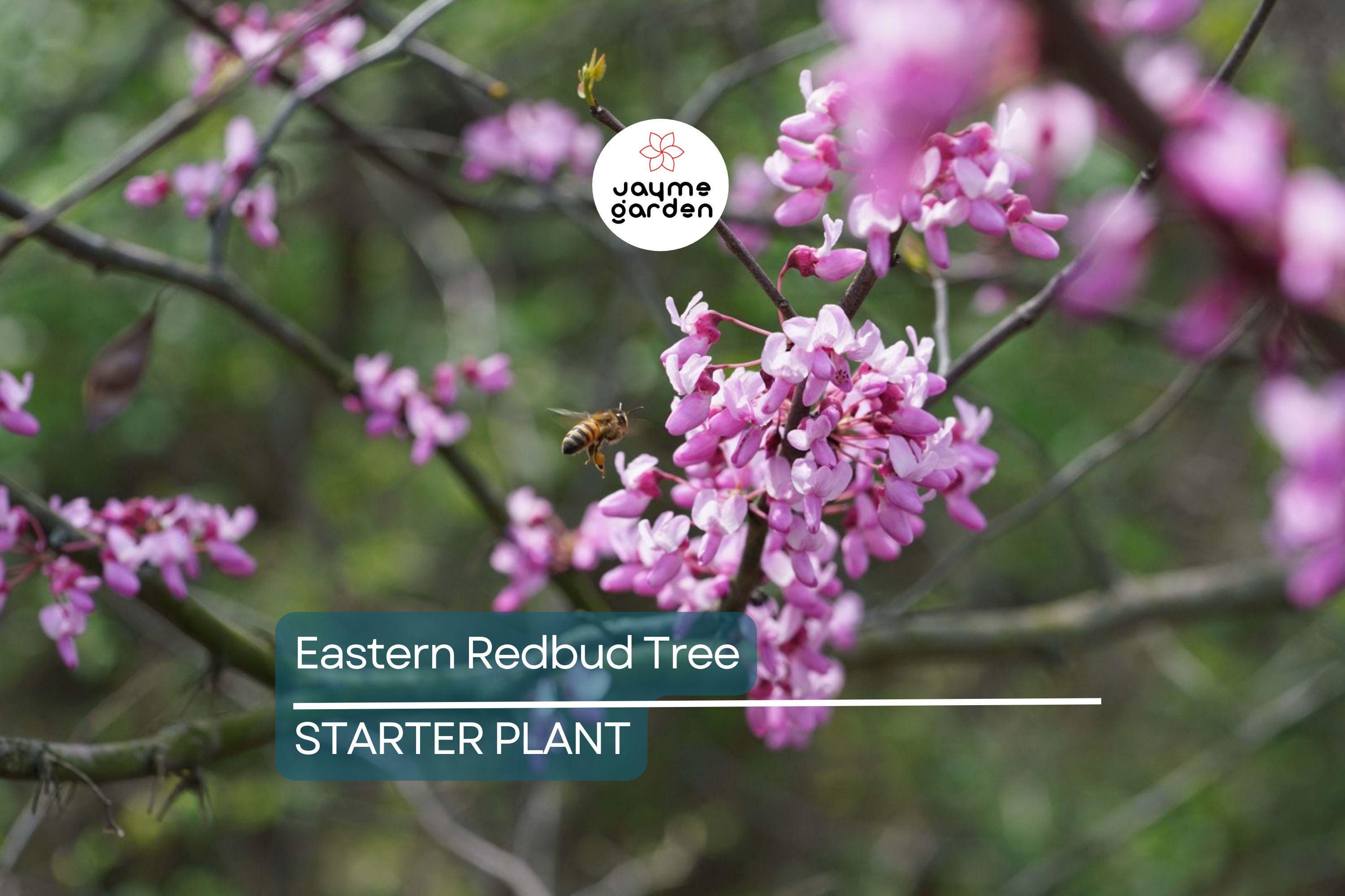 Eastern Redbud Tree 2+ Feet Tall | Purple Flowers | Hardy for Zones 4-8 | Ready to Plant Now | Ornamental Tree