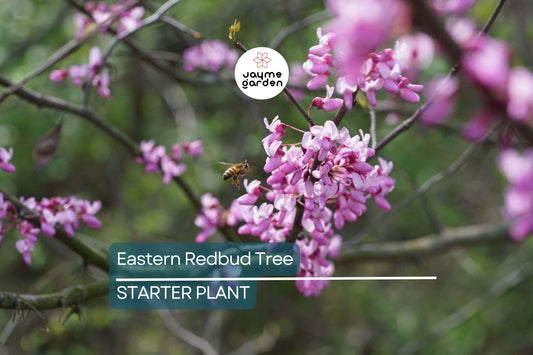 Eastern Redbud Tree 2+ Feet Tall | Purple Flowers | Hardy for Zones 4-8 | Ready to Plant Now | Ornamental Tree