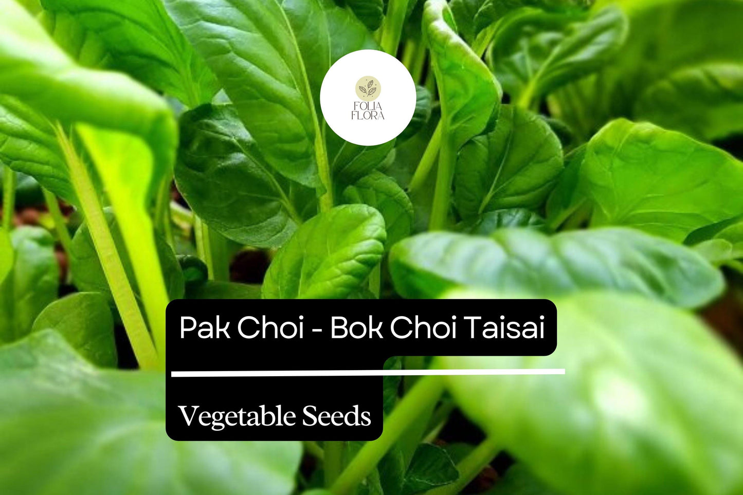 500mg Pak Choi Bok Choi Taisai Seeds Brassica rapa for Planting | Heirloom Asian Greens for Stir-Fries, Salads, and Soups