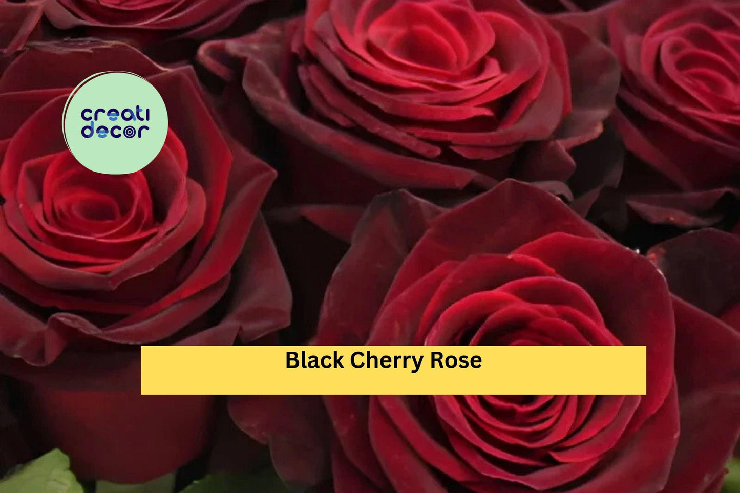 Black Cherry Rose Cuttings | 3 Fresh Rose Stem Cuttings | Live Rose Scionwood for Rooting or Grafting Garden Roses