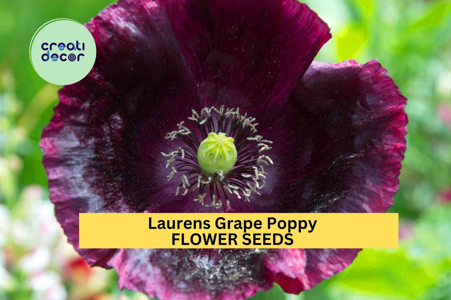 200+ Laurens Grape Poppy Seeds – Rich Purple Blooms for Garden Planting, Dramatic Spring Flowers for Borders & Pollinator Beds – USA