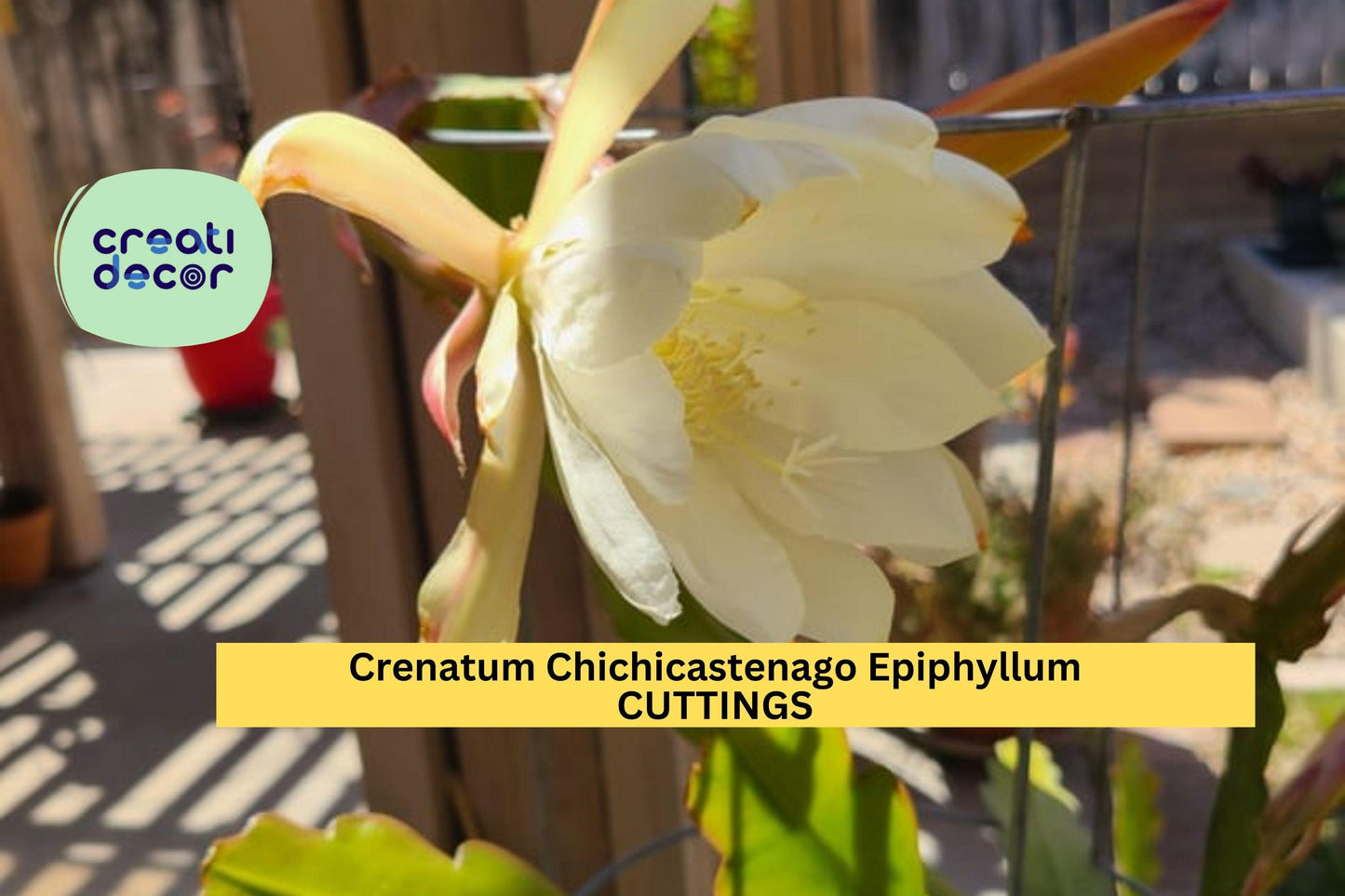 3 Epiphyllum Crenatum ‘Chichicastenango’ Cuttings – Orchid Cactus Starter Stems | Night-Blooming Cactus for Pots or Hanging Planters