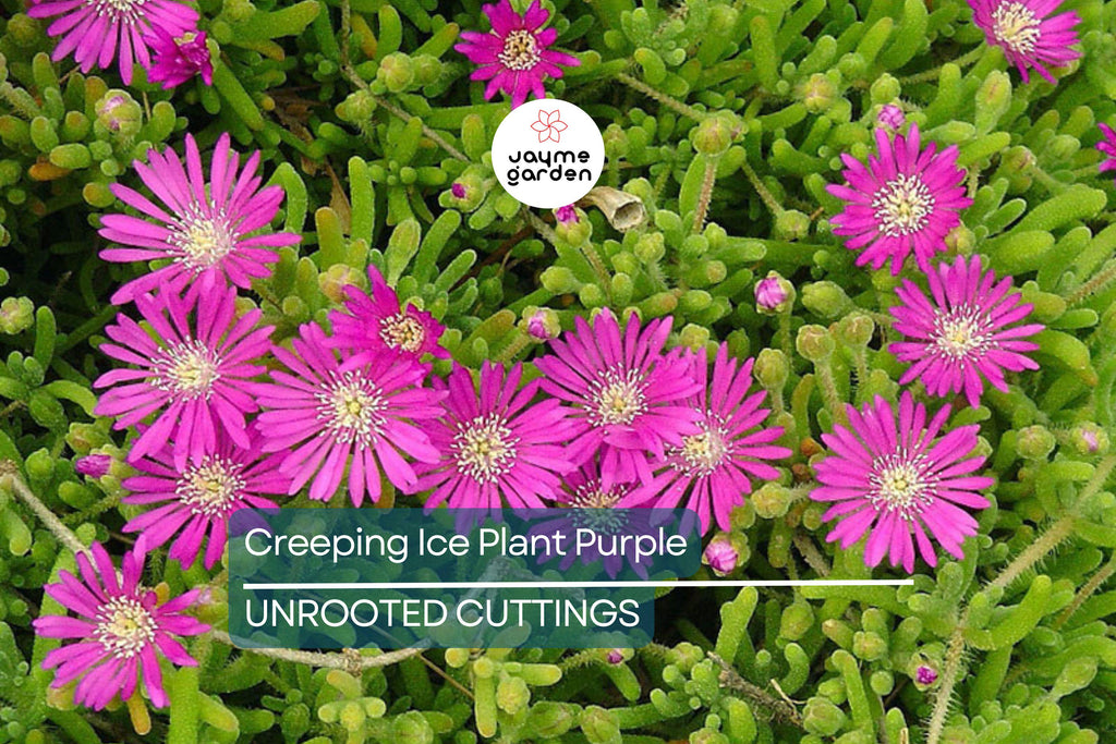 10 Cuttings Creeping Ice Plant | Rare Purple/Pink Blooms | Ground Cover Succulent | Easy to Grow | Drought-Tolerant