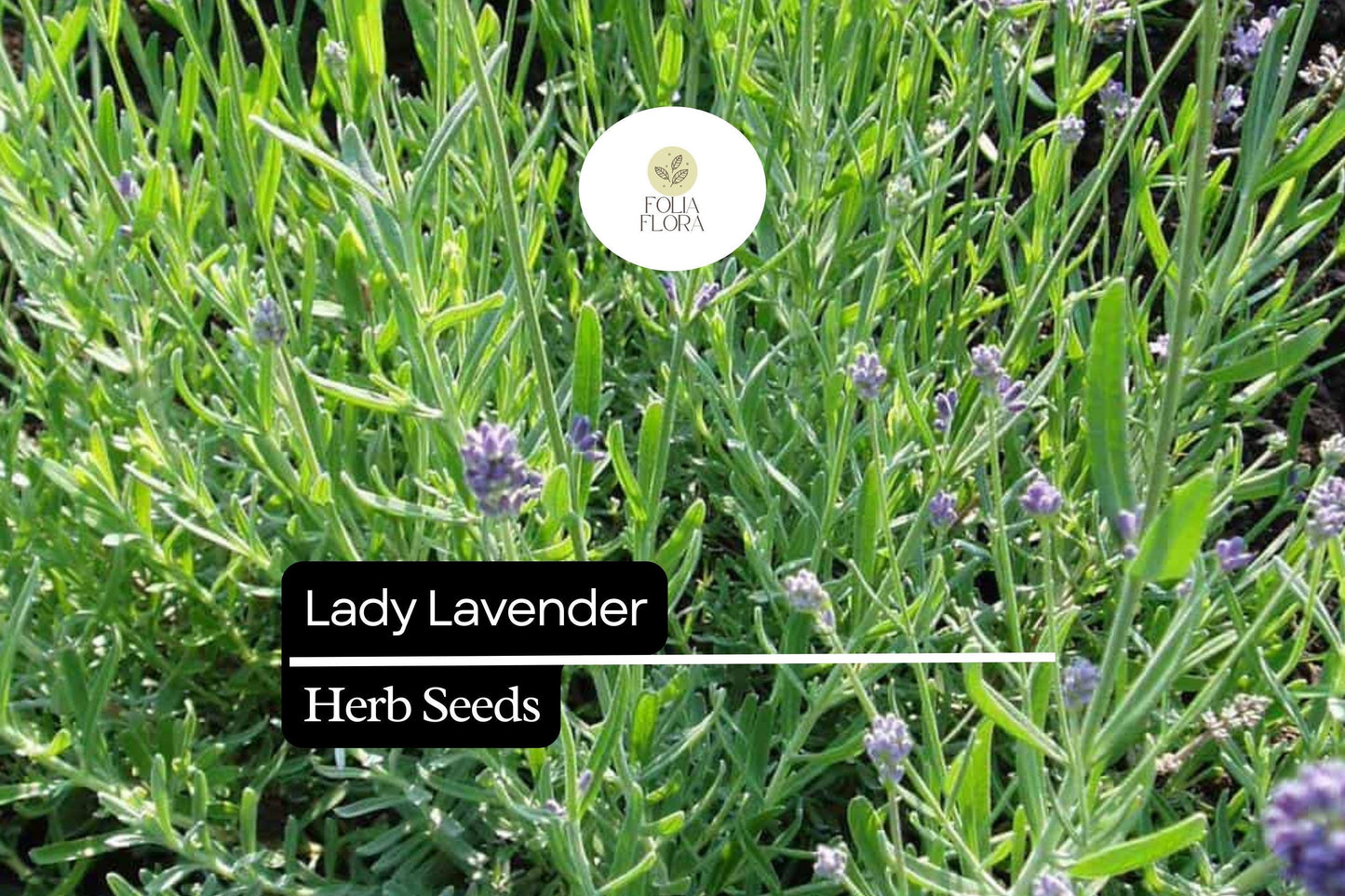 25 Seeds Lady Lavender, Lavandula angustifolia, Fragrant Perennial Herb for Gardens & Aromatherapy