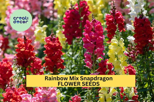 1000+ Rainbow Mix Snapdragon Seeds – Colorful Bloom Spikes for Garden Planting, Pollinator-Friendly Annuals for Borders – USA