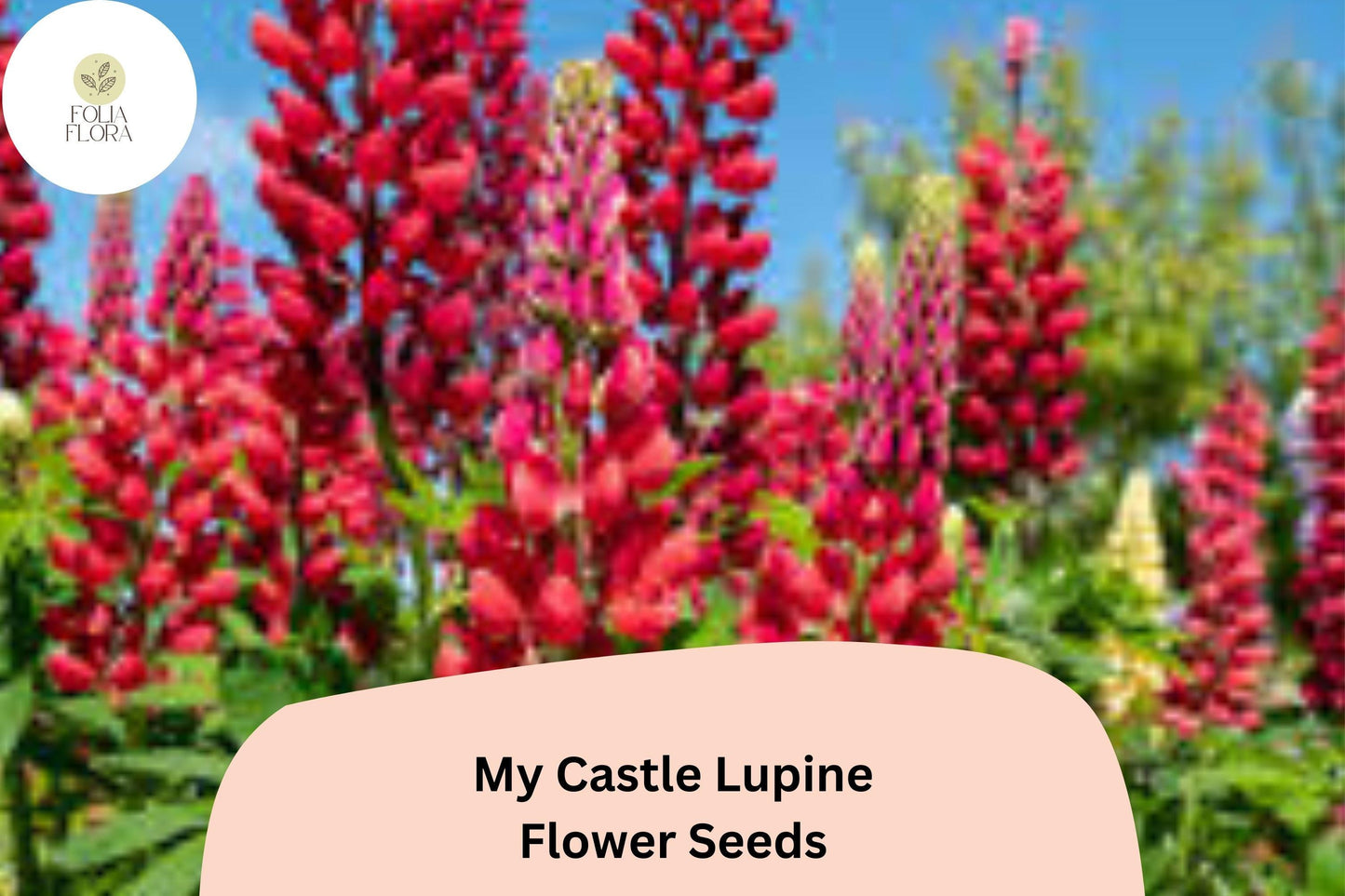 25+ My Castle Lupine Seeds | Deep Red Lupinus | Vibrant Tall Blooms for Garden Planting