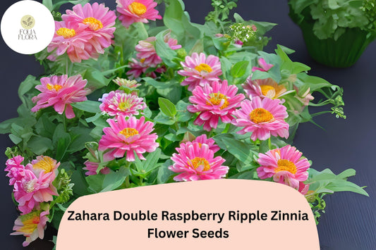 100+ Zahara Double Raspberry Ripple Zinnia Seeds – Pink & White Bi-Color Blooms for Garden Planting and Containers