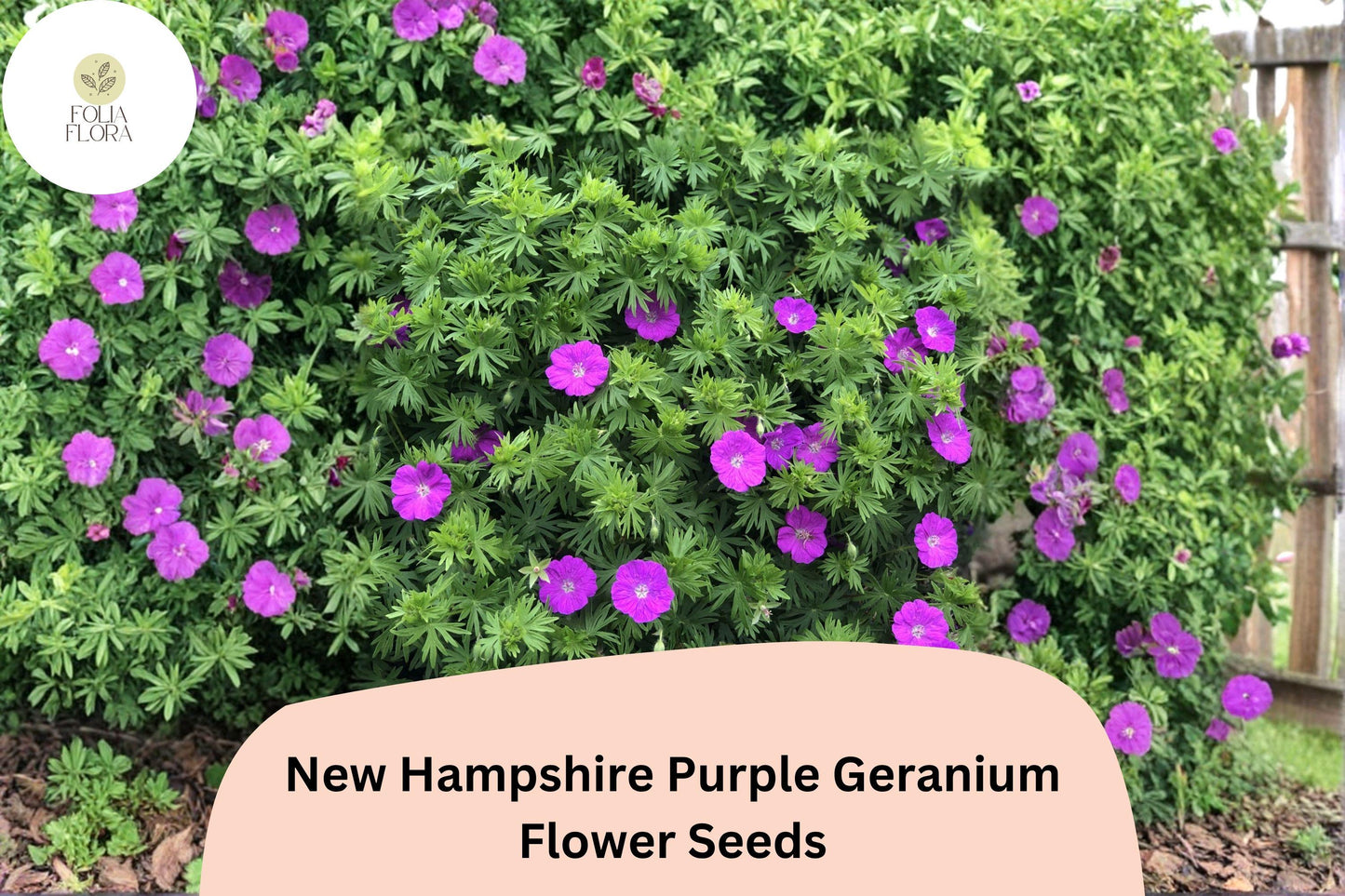 25+ New Hampshire Purple Geranium Seeds | Hardy Perennial | Vibrant Purple Blooms for Garden Borders & Ground Cover