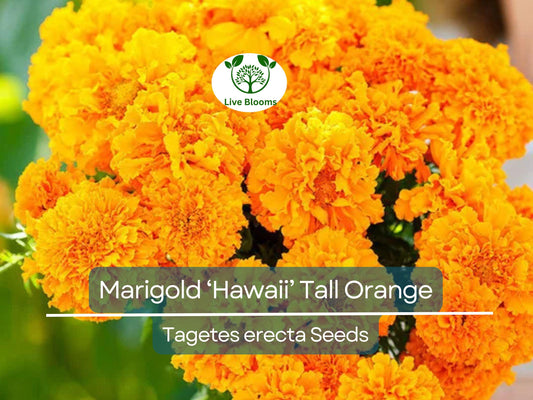 250 Seeds Marigold ‘Hawaii’ Tall Orange – Tagetes erecta – Non-GMO Double Blooms – Beneficial for Pollinators & Garden