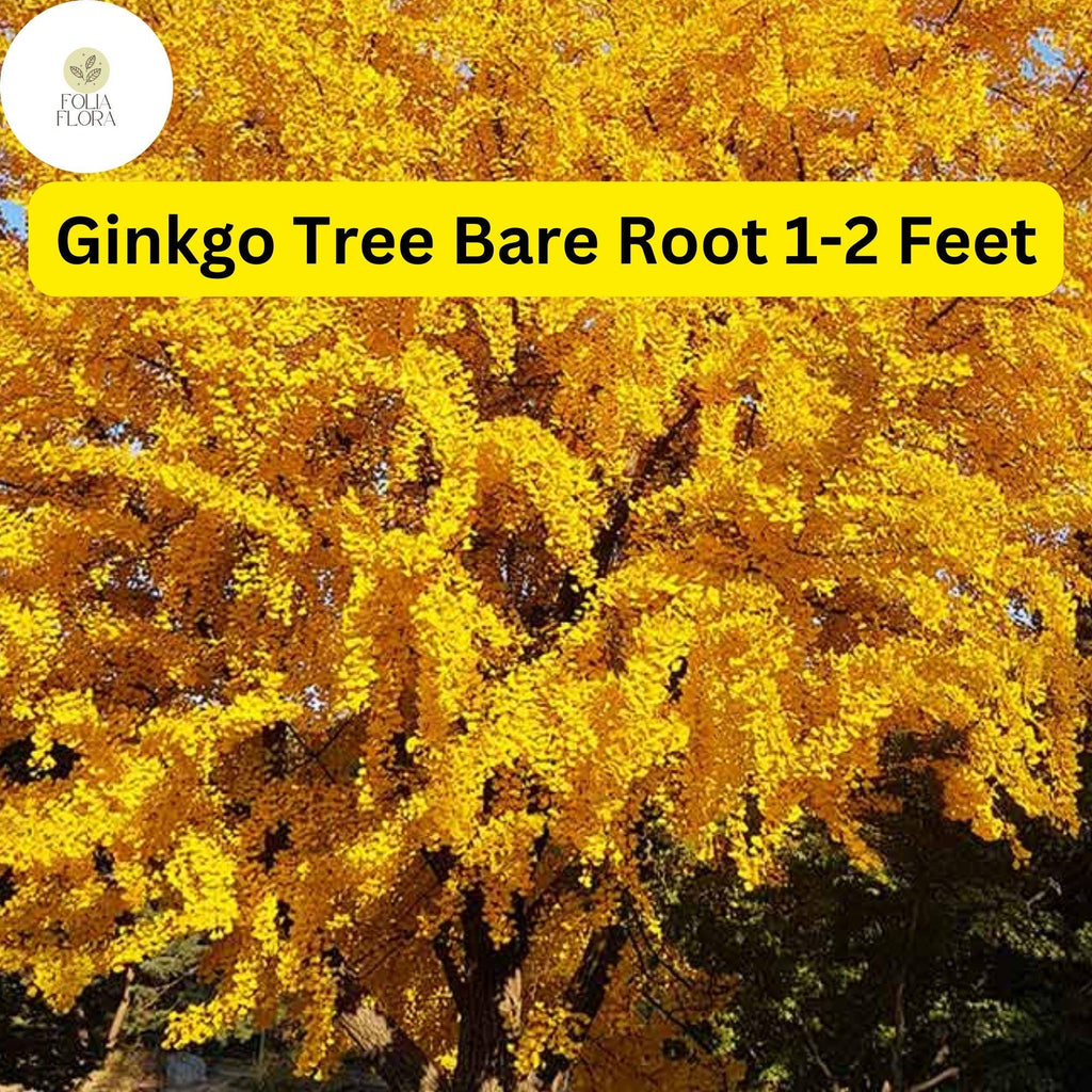 1 Ginkgo Tree (Ginkgo biloba) – Live Bare Root Plant 1-2 Feet