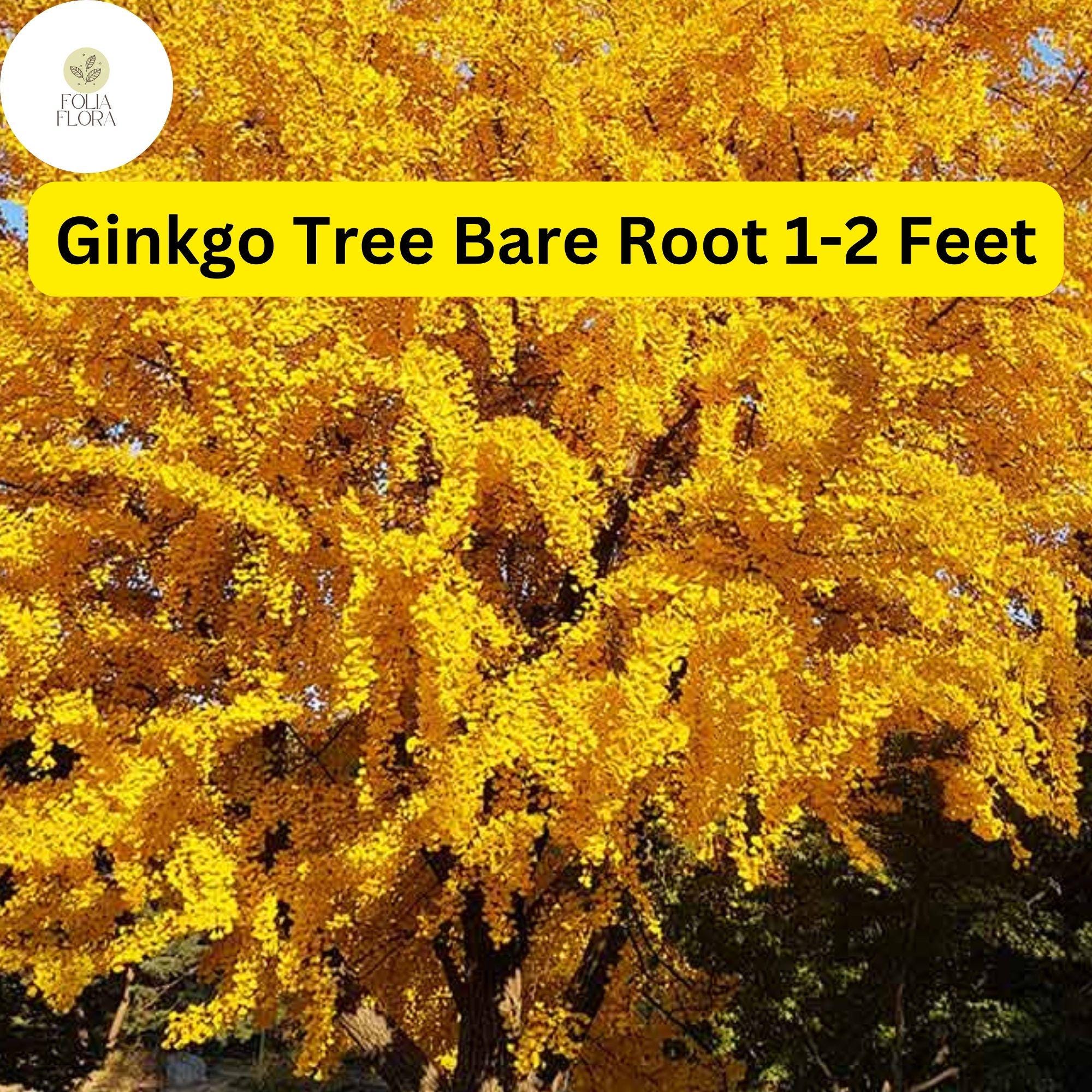 1 Ginkgo Tree (Ginkgo biloba) – Live Bare Root Plant 1-2 Feet