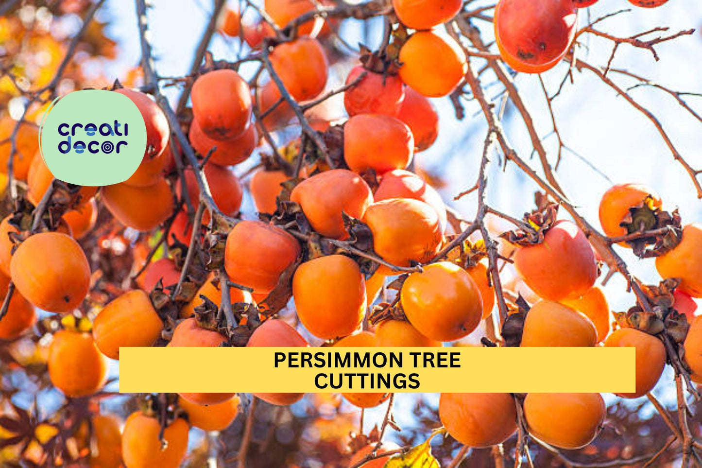 3 Persimmon Tree Cuttings – Unrooted 6–10” Hardwood Scions for Rooting or Grafting | Diospyros Variety for Orchards or Gardens
