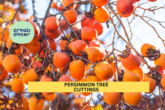 3 Persimmon Tree Cuttings – Unrooted 6–10” Hardwood Scions for Rooting or Grafting | Diospyros Variety for Orchards or Gardens