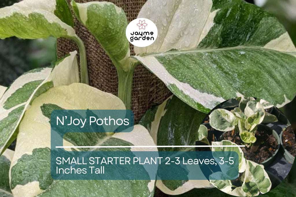 1 N’Joy Pothos Starter Plant Well-Rooted, 2-3 Leaves, 3-5 Inches Tall - Variegated Indoor Vine for Home & Office Decor