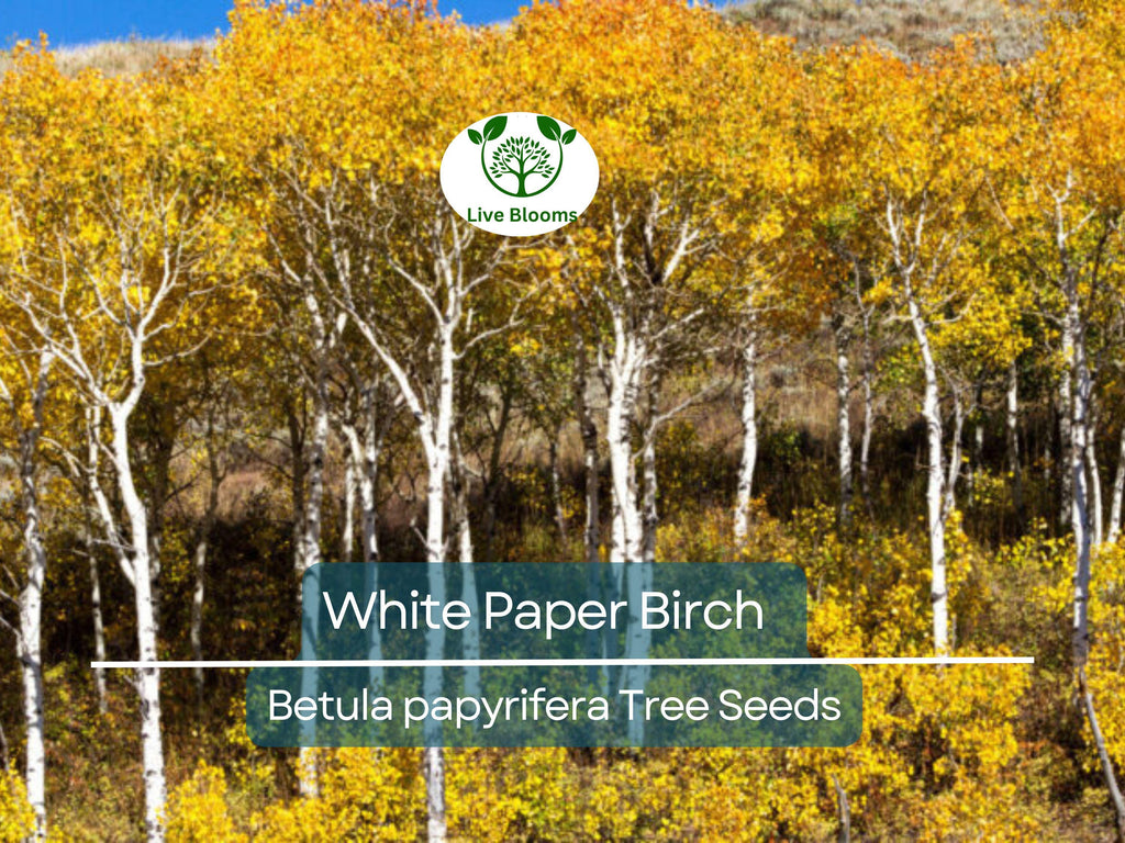 50 White Paper Birch Tree Seeds (Betula papyrifera) | Fast-Growing, Showy & Hardy | Native Birch Tree for Landscaping Gardens