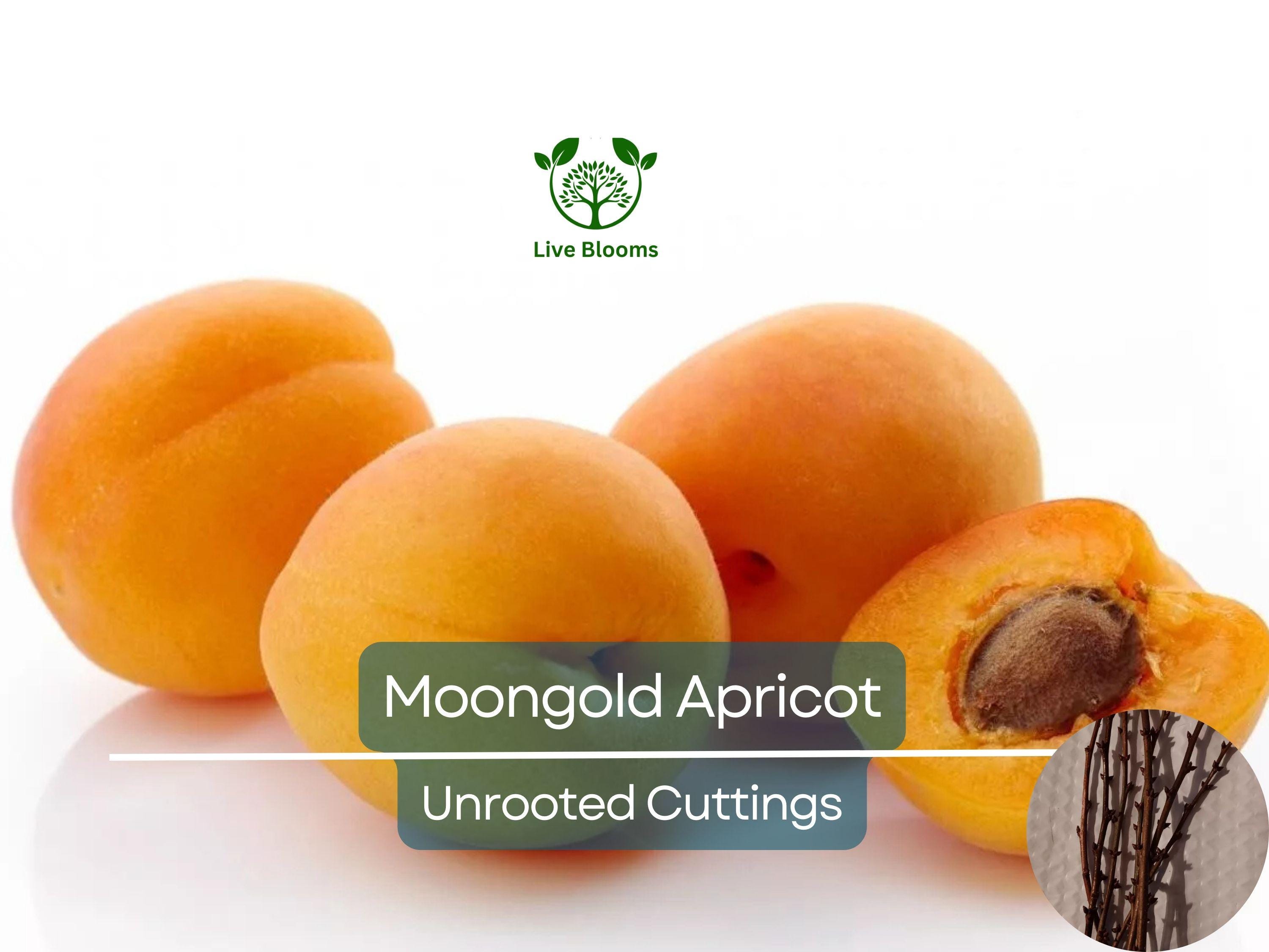 6 MOONGOLD APRICOT Scion Cuttings (Prunus armeniaca) Unrooted, Heirloom, Sweet Apricot Tree for Grafting or Rooting