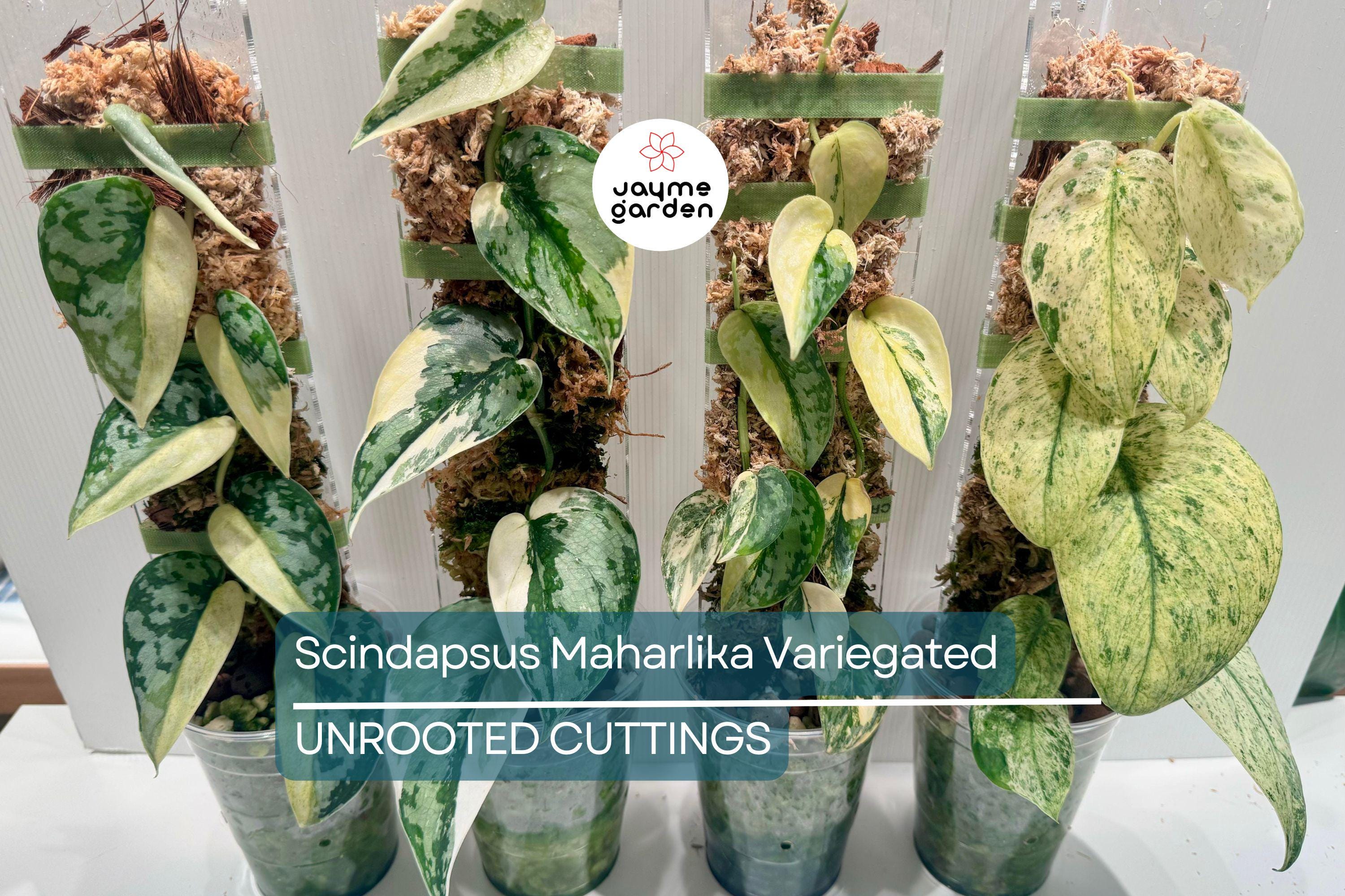 Scindapsus Maharlika Variegated 1 Node 1 Leaf UNROOTED Cutting - Rare Houseplant