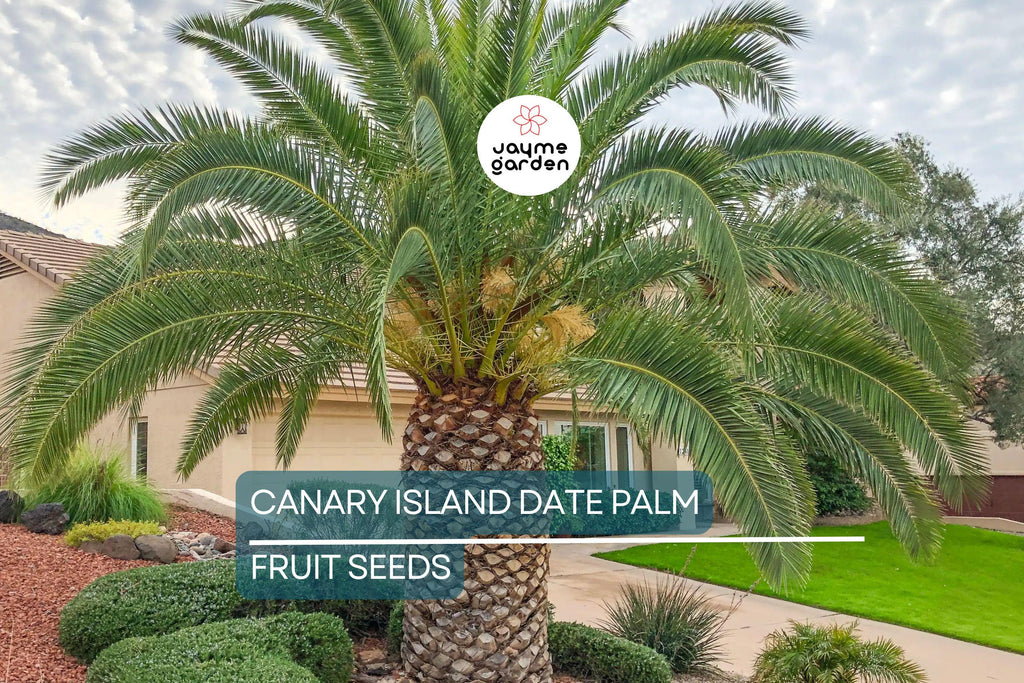 10 Canary Island Date Palm Seeds (Phoenix Canariensis) - Hardy Tropical Palm, 65 Ft Mature Height