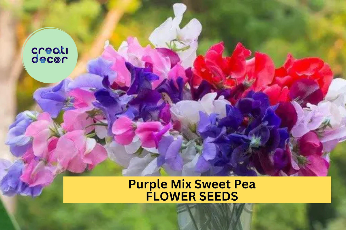 50+ Purple Mix Sweet Pea Seeds – Fragrant Purple-Toned Blooms for Garden Planting, Climbing Vines for Trellises & Bouquets – USA