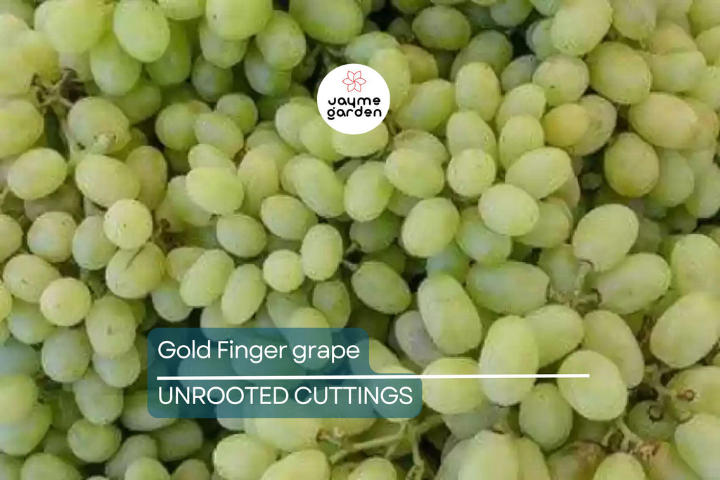 Gold Finger Grape Cuttings (2-3 Nodes) - Rare Exotic Variety, Sweet Honey Flavor, Easy to Root or Graft, Large Golden Table Grapes