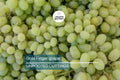Gold Finger Grape Cuttings (2-3 Nodes) - Rare Exotic Variety, Sweet Honey Flavor, Easy to Root or Graft, Large Golden Table Grapes