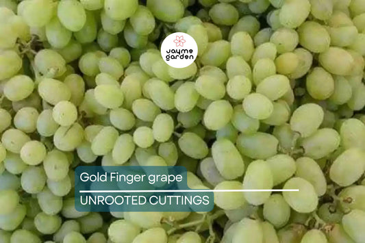 Gold Finger Grape Cuttings (2-3 Nodes) - Rare Exotic Variety, Sweet Honey Flavor, Easy to Root or Graft, Large Golden Table Grapes