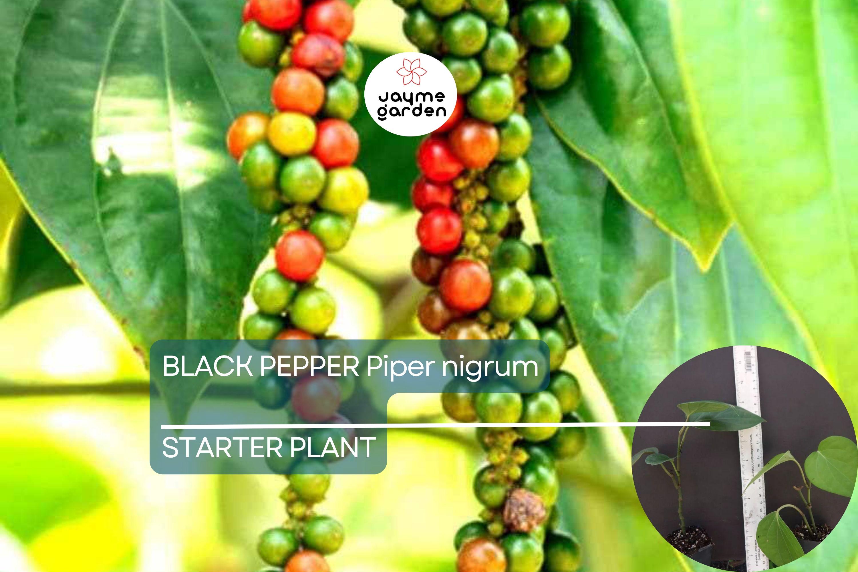 1 Black Pepper Plant | Piper nigrum | Live Starter Plant | USA Seller | Ideal for Indoor or Outdoor Growing | Spice Vine for Trellis