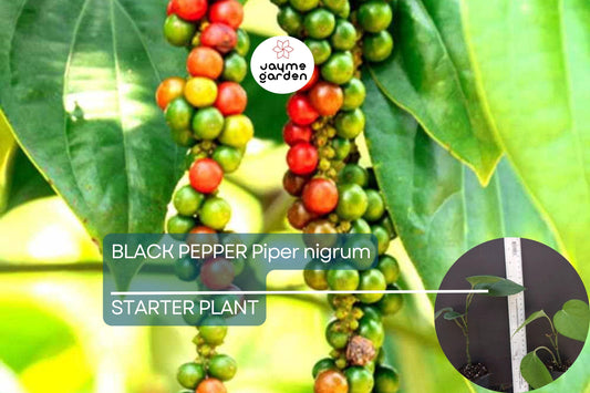 1 Black Pepper Plant | Piper nigrum | Live Starter Plant | USA Seller | Ideal for Indoor or Outdoor Growing | Spice Vine for Trellis