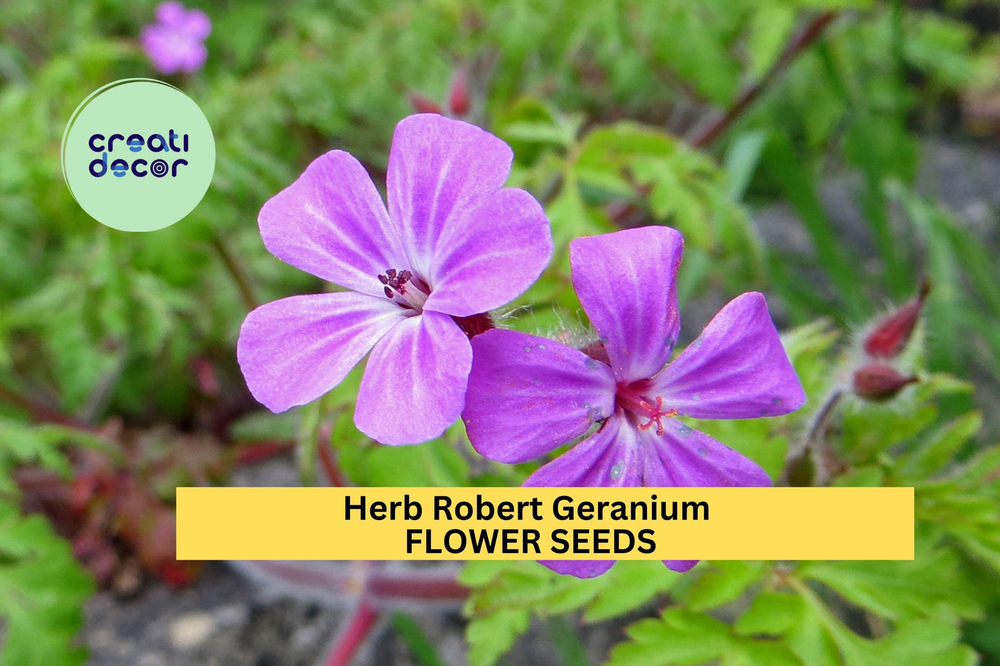 25+ Herb Robert Geranium Seeds – Delicate Pink Flowers & Lacy Foliage for Garden Planting, Shade-Tolerant Groundcover – USA