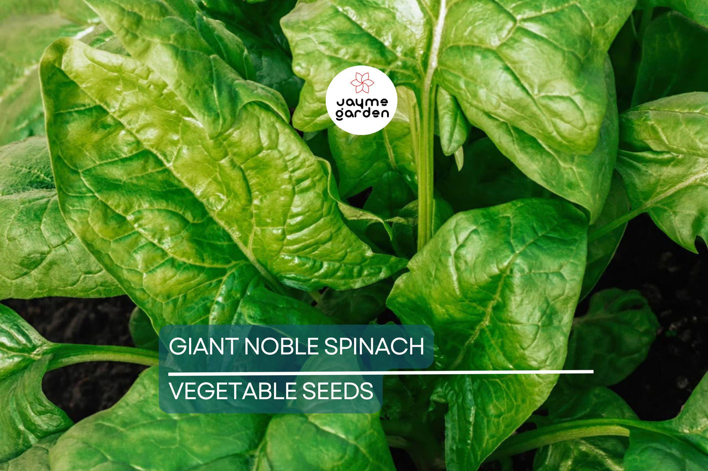 500 Giant Noble Spinach Seeds | Non-GMO Heirloom | Long-Standing Variety