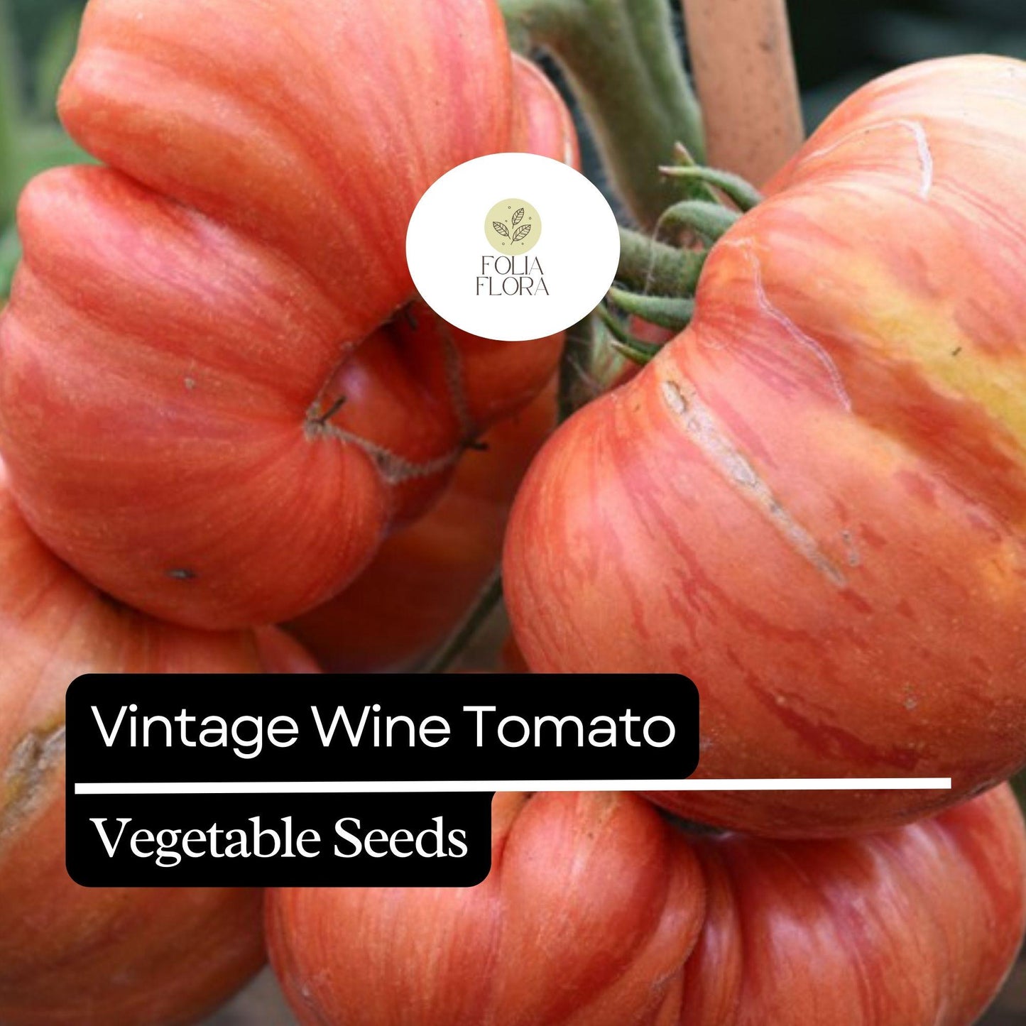 30 Vintage Wine Tomato Seeds – Heirloom, Striped Pink & Gold, Juicy and Sweet, Perfect for Fresh Eating