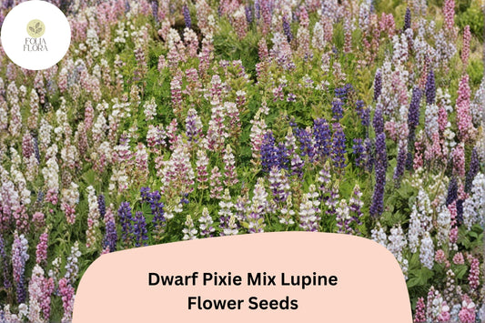 25+ Dwarf Pixie Mix Lupine Seeds | Lupinus nanus | Compact Mixed Colors