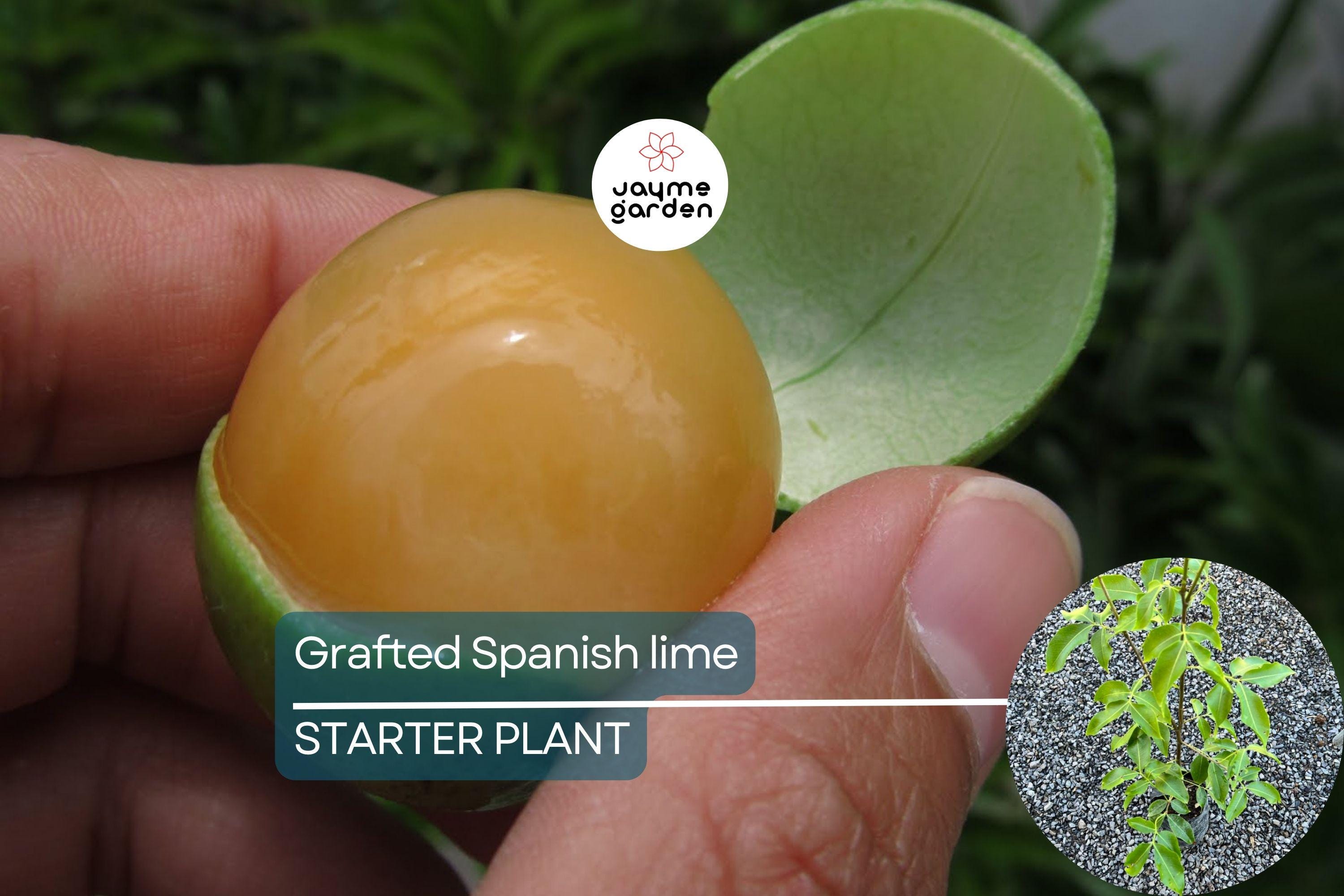 Grafted Spanish Lime Tropical Fruit Tree 12”-24” - Exotic Mamoncillo, Genip, Quenepa Delight for Your Garden