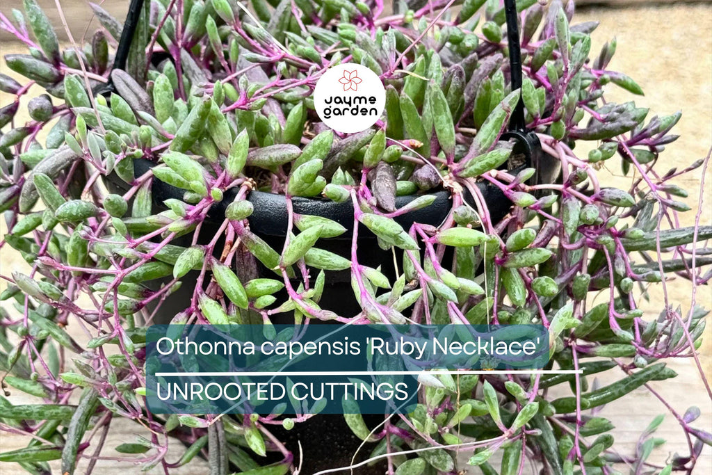 Othonna capensis 'Ruby Necklace' Succulent | 5 Live Cuttings | Unique, Trailing Plant