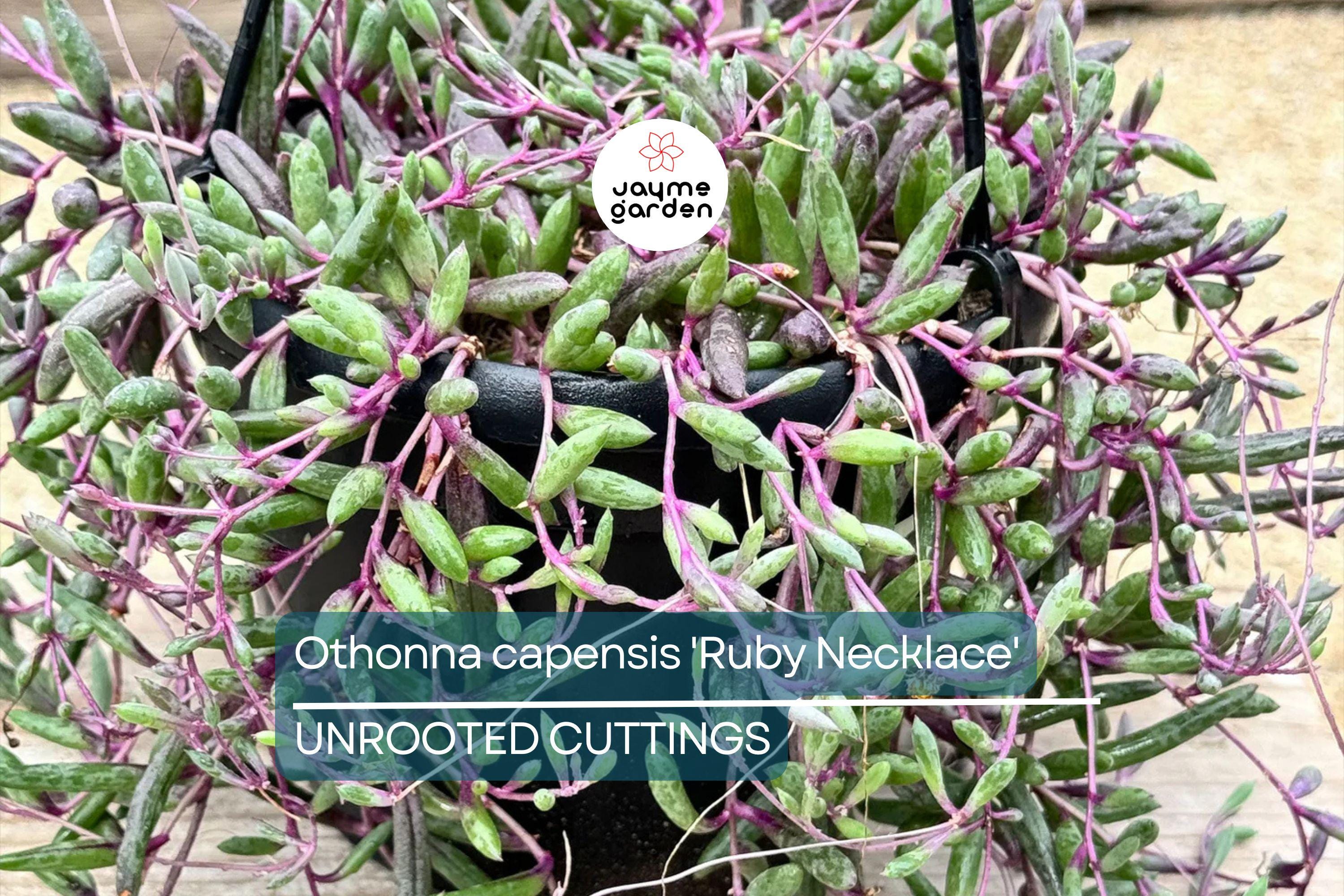 Othonna capensis 'Ruby Necklace' Succulent | 5 Live Cuttings | Unique, Trailing Plant
