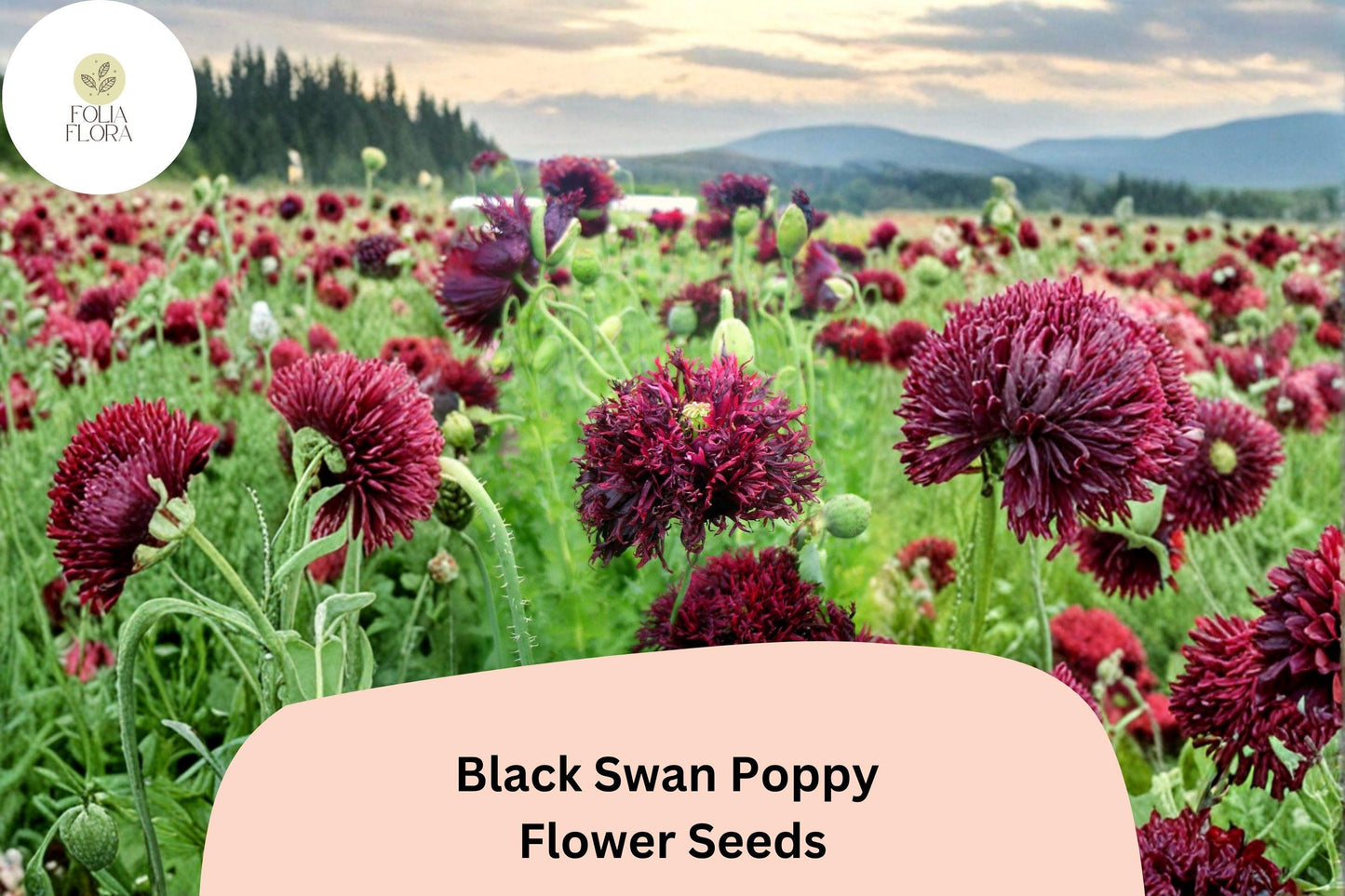 200+ Black Swan Poppy Seeds | Papaver somniferum | Deep Dark Blooms | Easy Garden Annual Flower Seeds for Beds & Pots