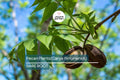 5 Pecan Trees (Carya Illinoensis) Bareroot – 6-12" Tall, Nut-Producing Trees