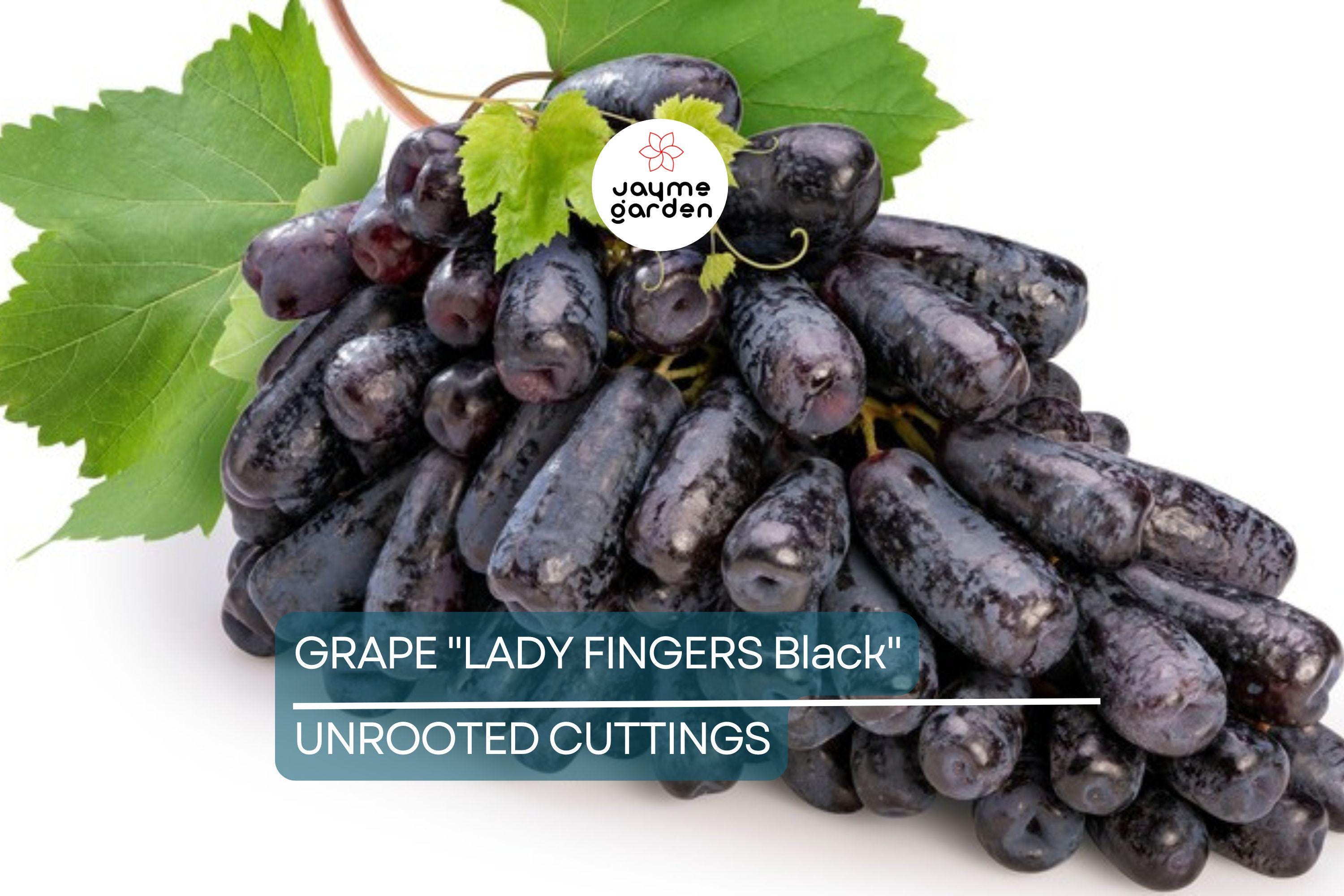 Ladyfingers Black Grape Cuttings | 3 Unrooted Scion Wood | Fresh, Organic Waxed Ends | Easy to Root | Sweet, Long-Shaped Grapes Vine