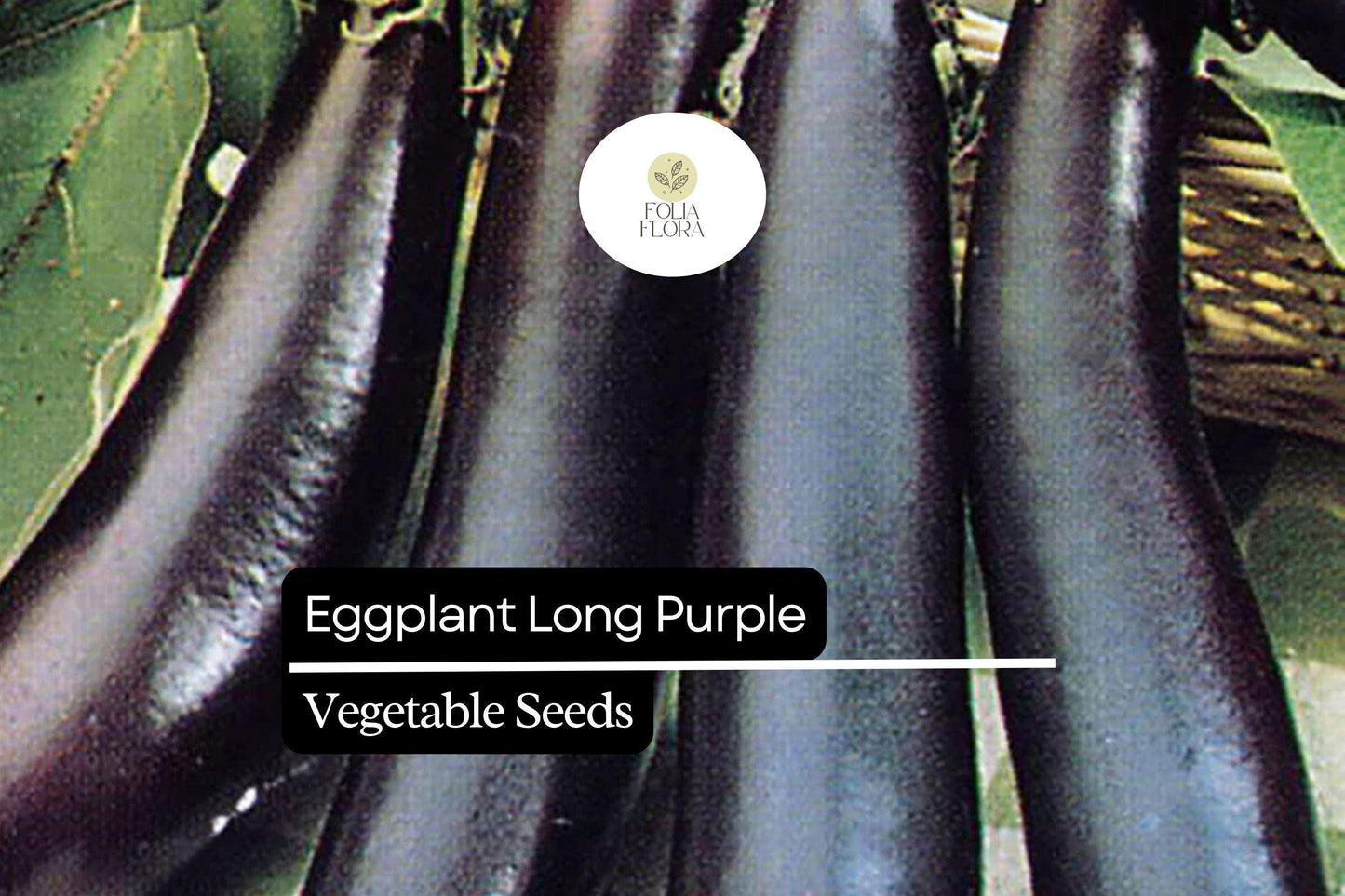 150 Long Purple Eggplant Seeds – Solanum melongena – Heirloom, Mild & Tender, High-Yielding