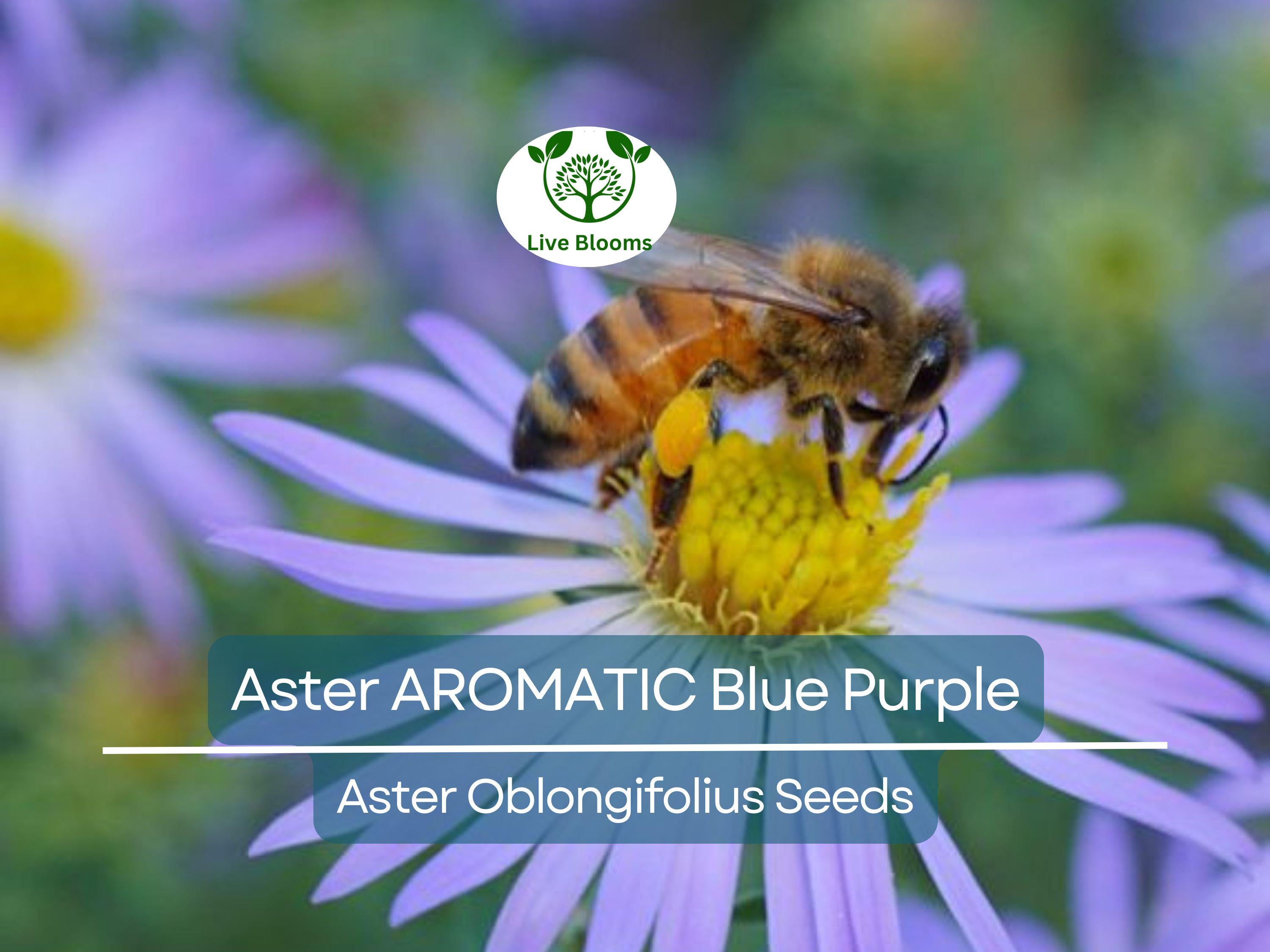 100 Aster AROMATIC Blue Purple Perennial Seeds, Heirloom, Fall Blooms, Non-GMO, Fragrant, Hardy, Garden Flowers