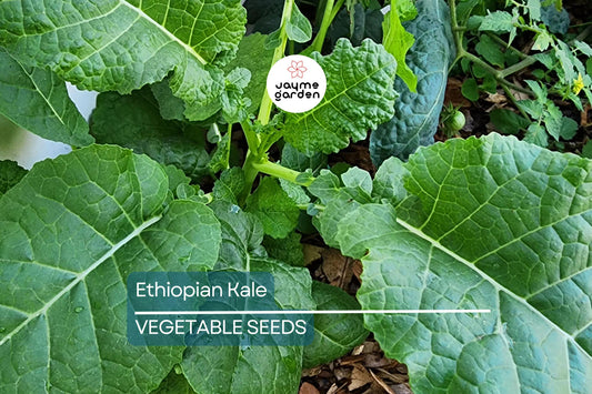 1,000 Ethiopian Kale Seeds - Brassica Carinata | Heirloom Non-GMO | Abyssinian Mustard | Nutritious Leafy Green | Free Shipping