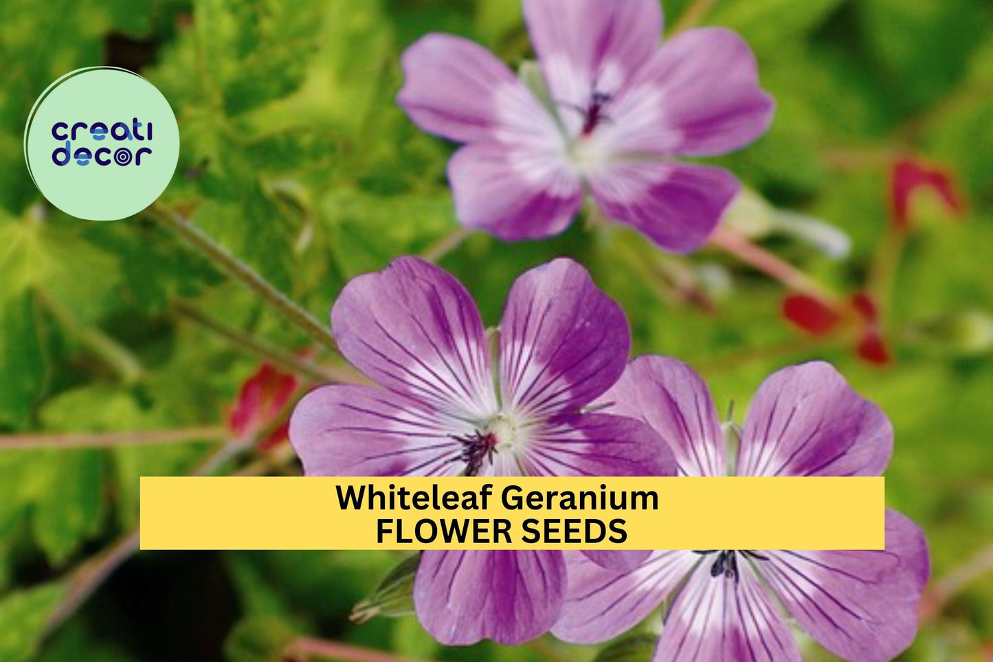 25+ Whiteleaf Geranium Seeds – Soft Green Foliage & Delicate Blooms for Garden Planting, Shade-Tolerant Groundcover – USA