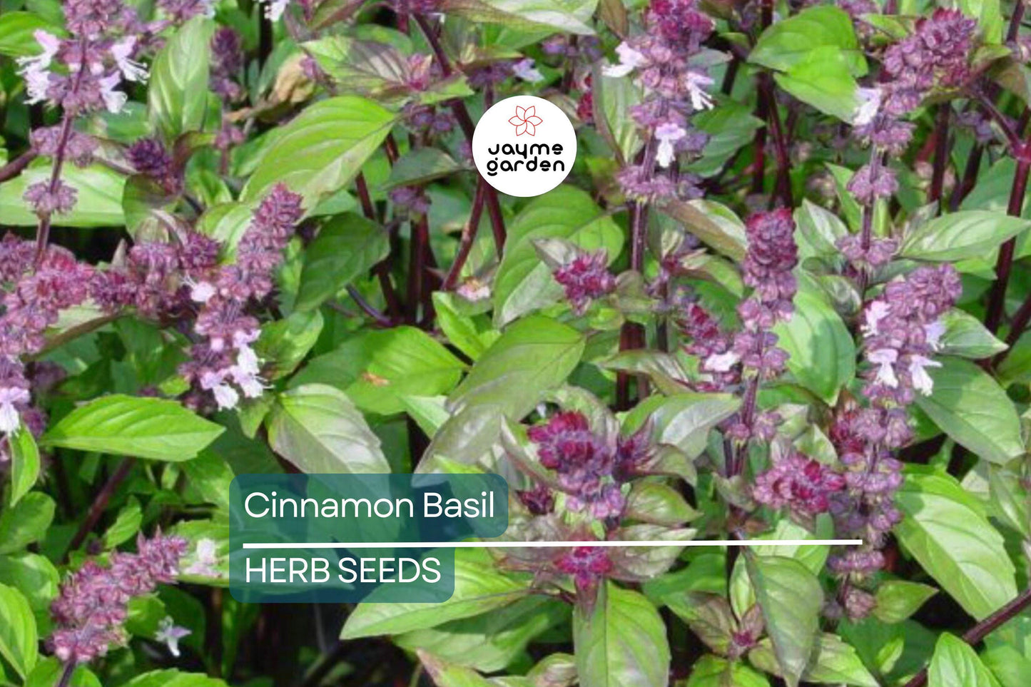 1000 Cinnamon Basil Seeds - Ocimum Basilicum, Herb, Non-GMO, Aromatic & Flavorful