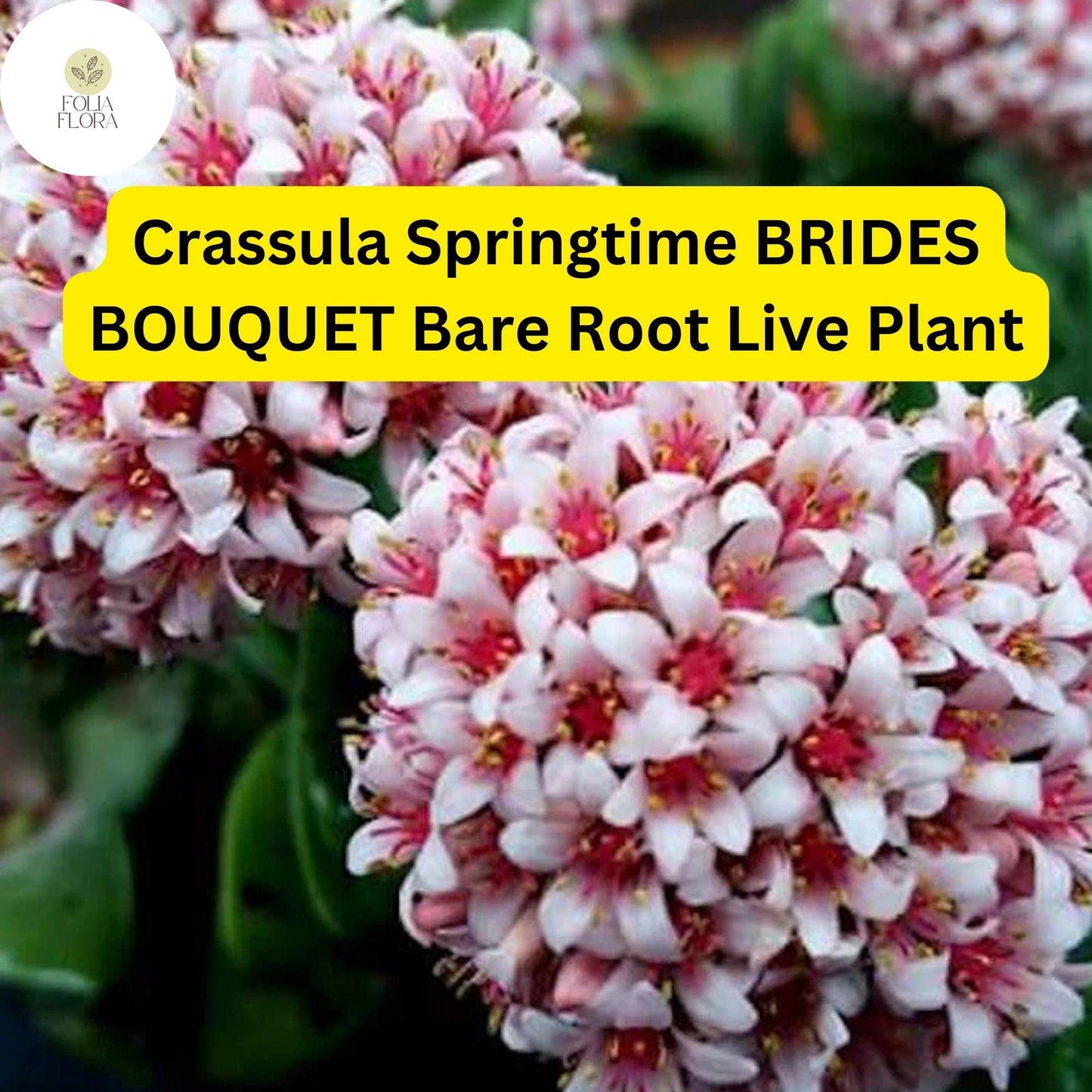 Crassula ‘Springtime’ Bride’s Bouquet | 1 Bare Root Live Succulent | Compact, Clusters of Pink Blooms, Easy-Care Houseplant