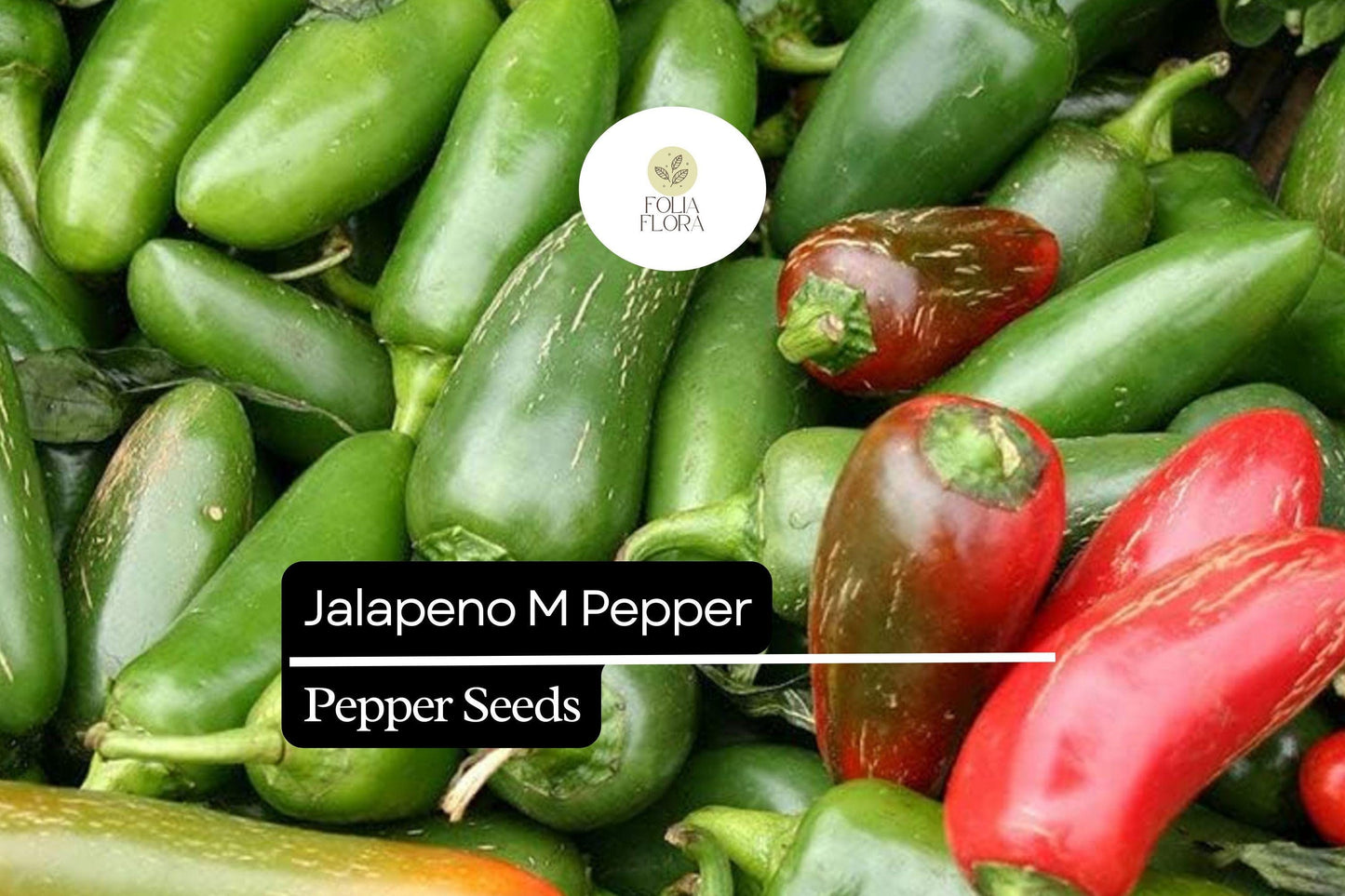 25 Jalapeño M Pepper Seeds – Capsicum annuum – Heirloom, Non-GMO, Medium Heat (2,500–5,000 SHU)