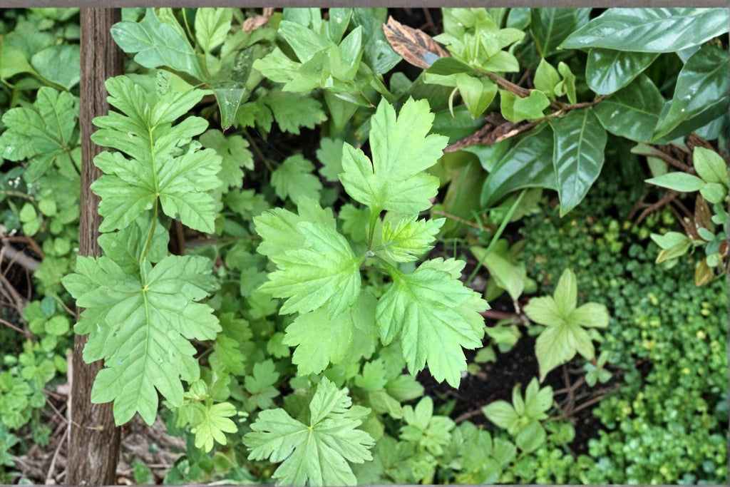 Japanese Mugwort – Yomogi Herb 30 Seeds | Traditional Asian Herb | Aromatic & Medicinal | Hardy Perennial