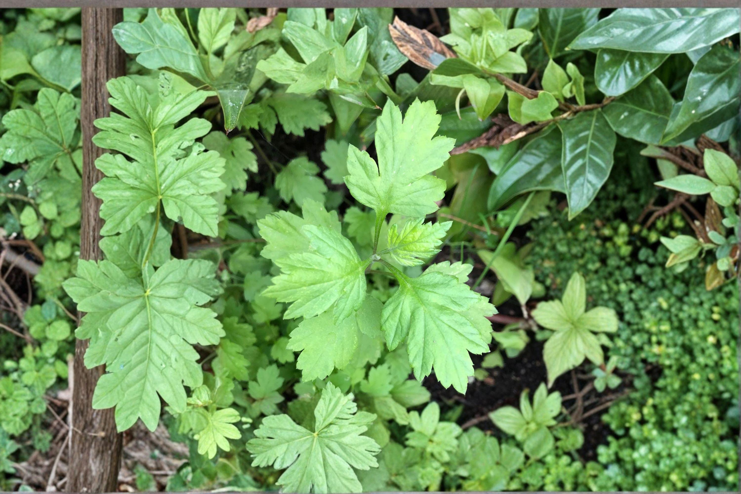 Japanese Mugwort – Yomogi Herb 30 Seeds | Traditional Asian Herb | Aromatic & Medicinal | Hardy Perennial