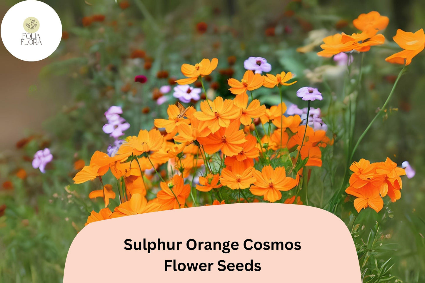 200+ Sulphur Orange Cosmos Seeds | Cosmos sulphureus | Bright Orange Blooms | Easy Annual Flower Seeds for Garden